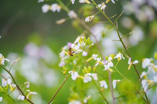 Free A honeybee pollinating wildflowers against a vibrant green background. Stock Photo