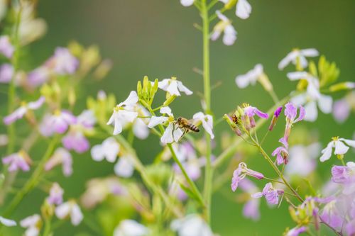 Free A honeybee pollinates vibrant purple and white wildflowers in a meadow. Stock Photo