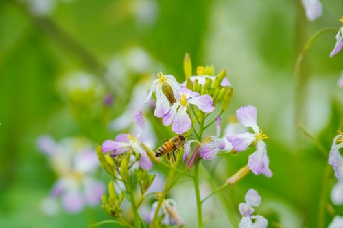 Free Close-up of a bee pollinating purple wildflowers, highlighting nature's beauty. Stock Photo