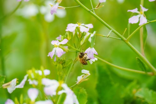 Free Close-up of a honeybee pollinating purple flowers in a lush green meadow. Stock Photo