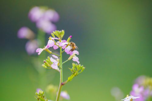 Free A close-up shot of a bee pollinating pink wildflowers against a blurred green background. Stock Photo
