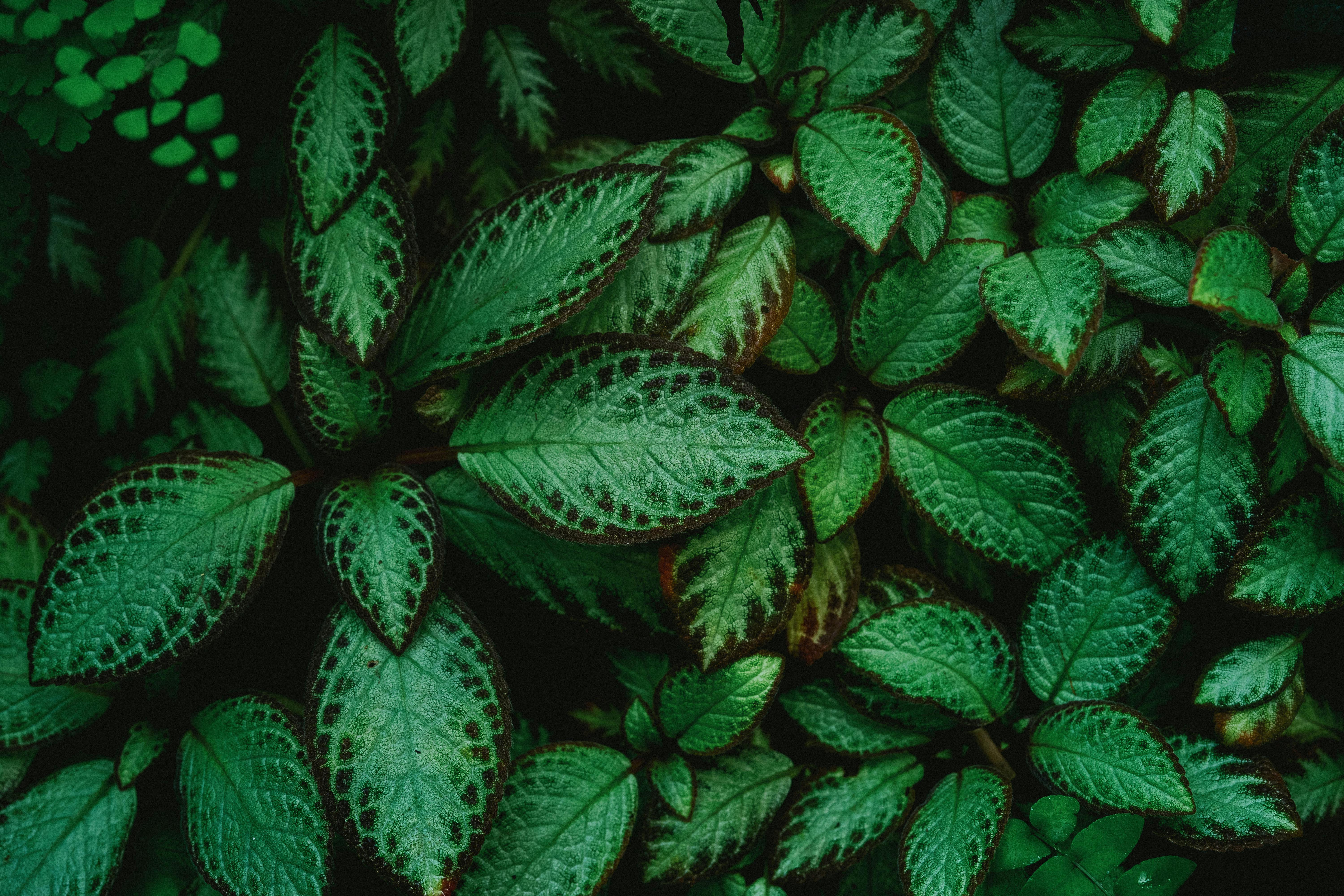 Free Lush green leaves with unique patterns in a rich tropical rainforest environment. Stock Photo