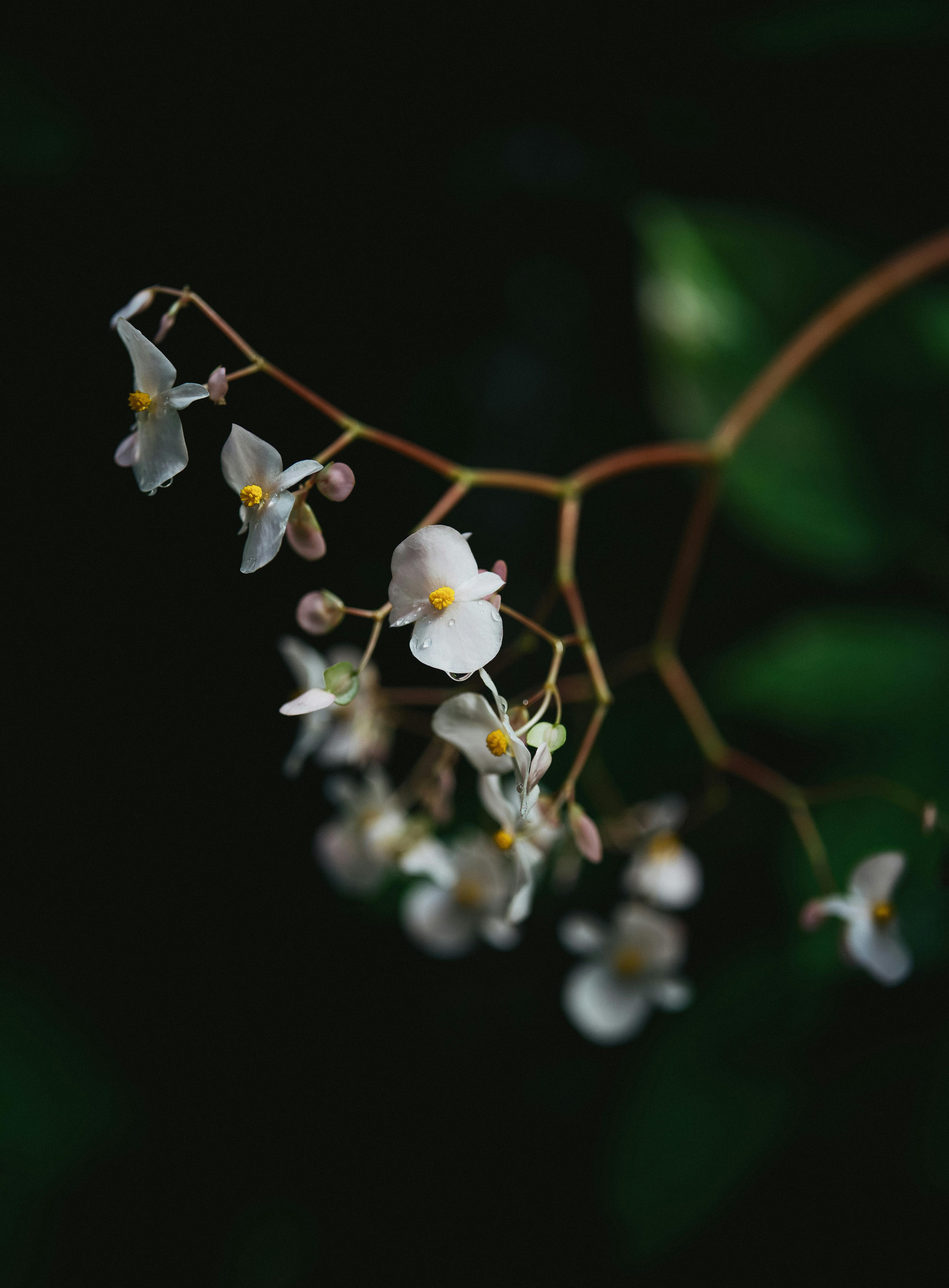 Gratis lagerfoto af begonia, bløde farver, blødt fokus Lagerfoto