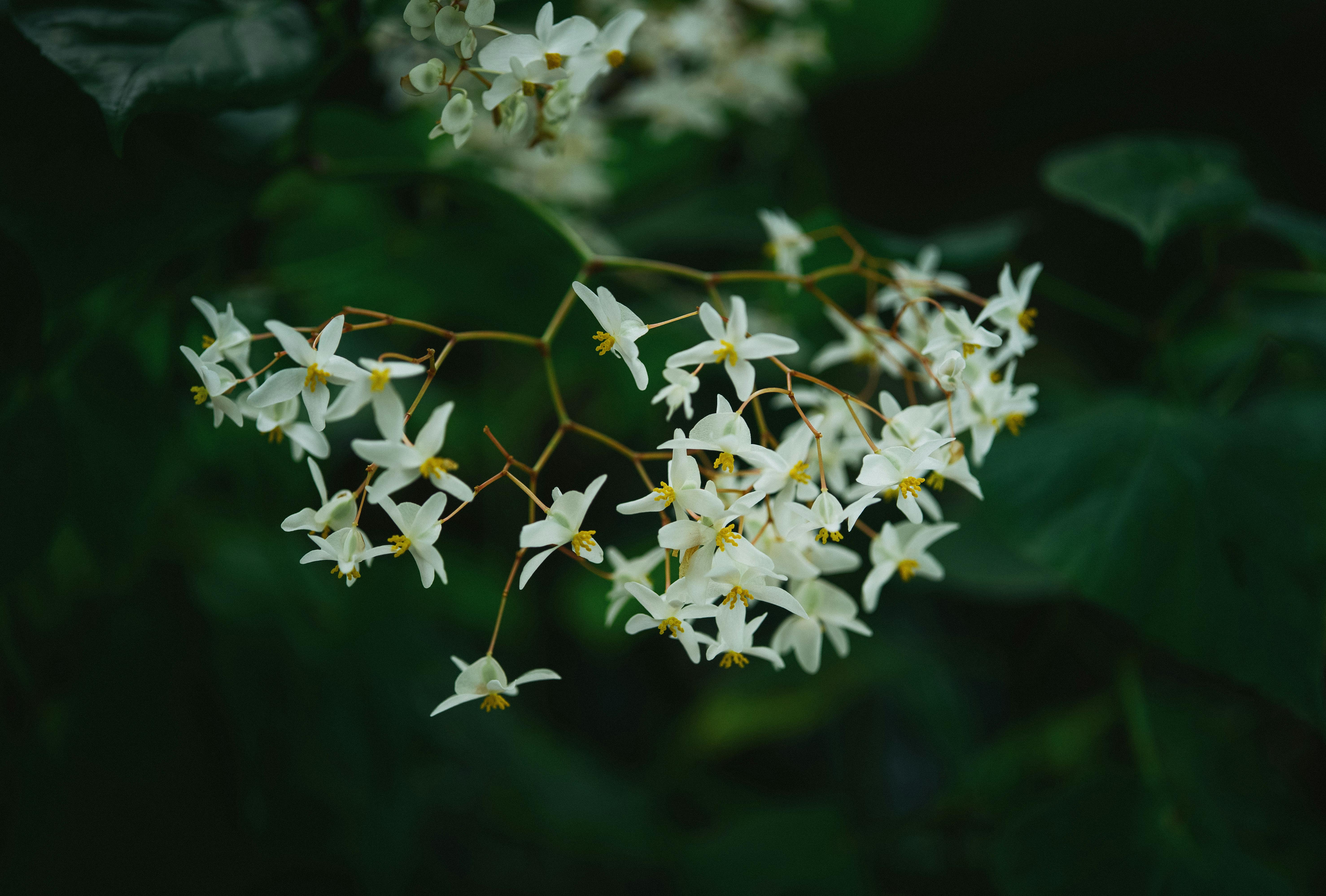 Haies Niveau Avancé : Techniques Pro et Stratégies d'Expert