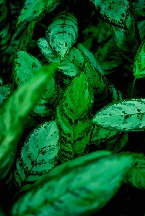 Free Close-up of vibrant green leaves in a tropical rainforest setting. Stock Photo