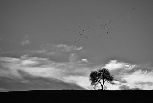 Free Black and white landscape featuring a lone tree on a hill with birds in the sky. Stock Photo