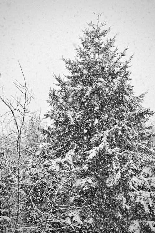 Free A majestic pine tree stands tall covered in snow during a winter snowfall in a forest. Stock Photo