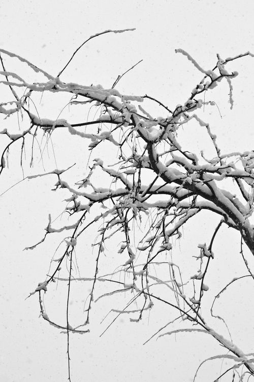 Free Black and white image of snow-laden tree branches against a grey sky. Stock Photo