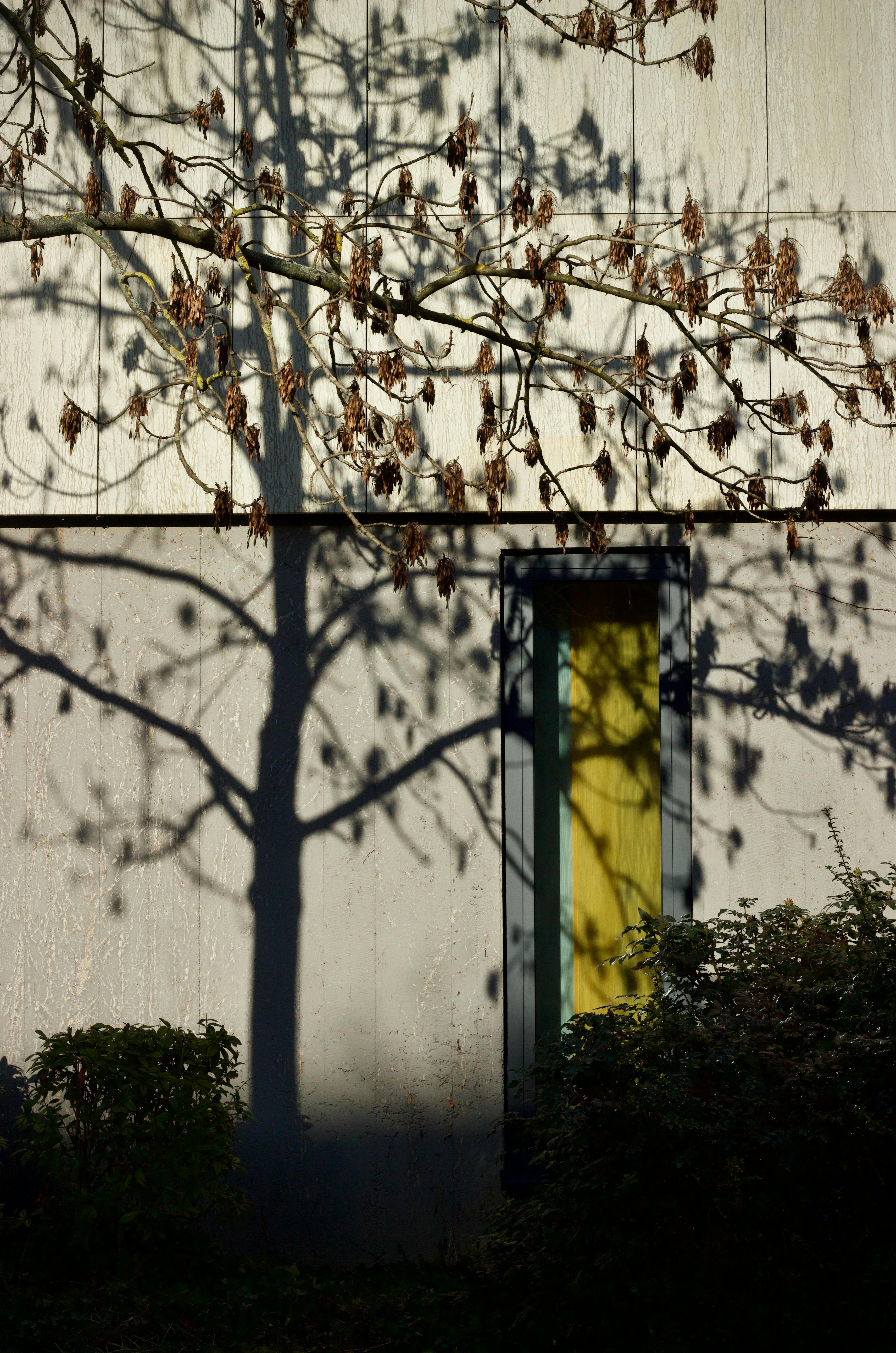 無料 黄色い窓のある建物に映る木の影が秋の芸術性を捉えています。 写真素材