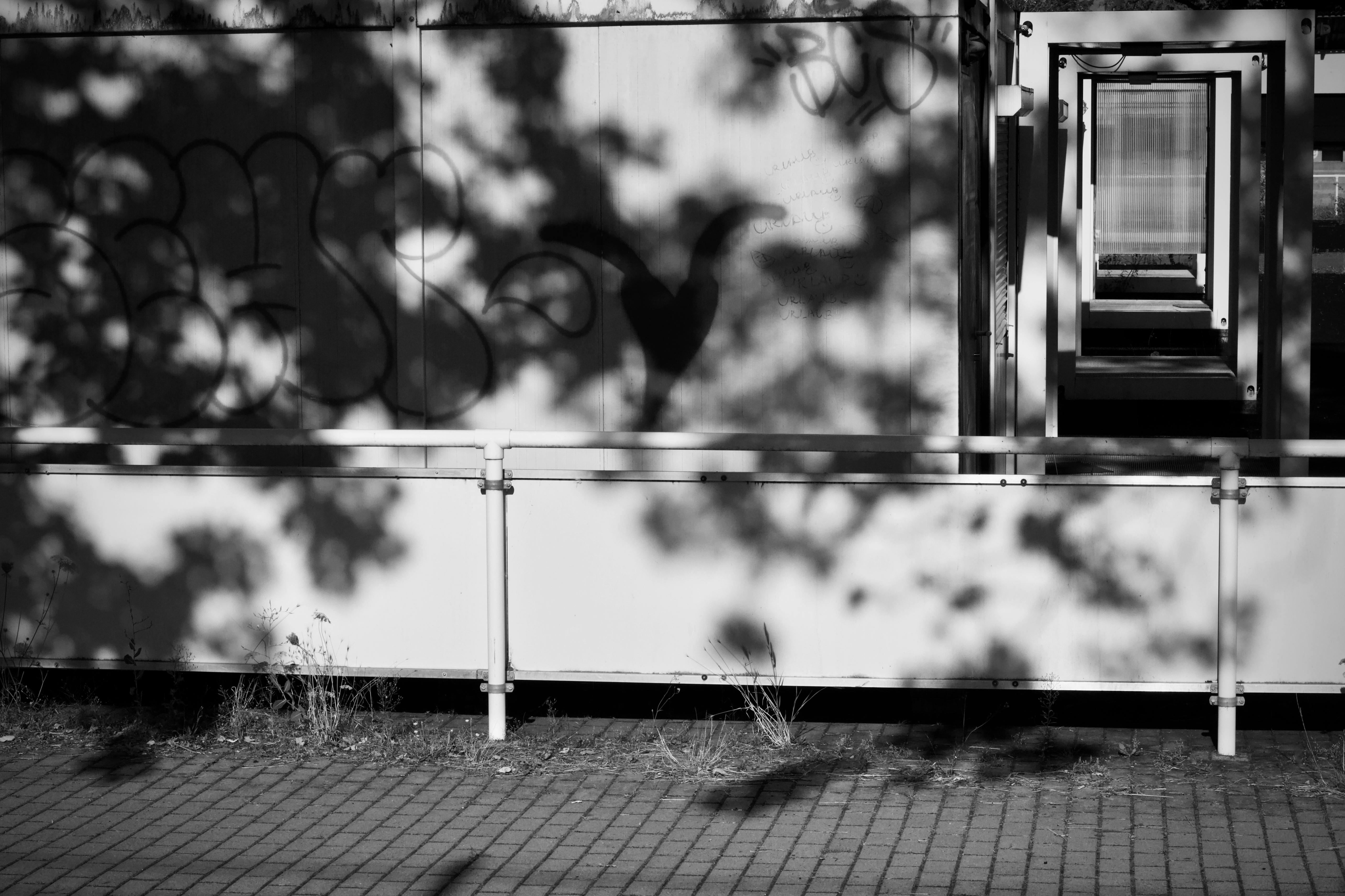 Zadarmo Monochromatická mestská scéna s graffiti a tieňmi stromov na fasáde budovy. Fotka z fotobanky