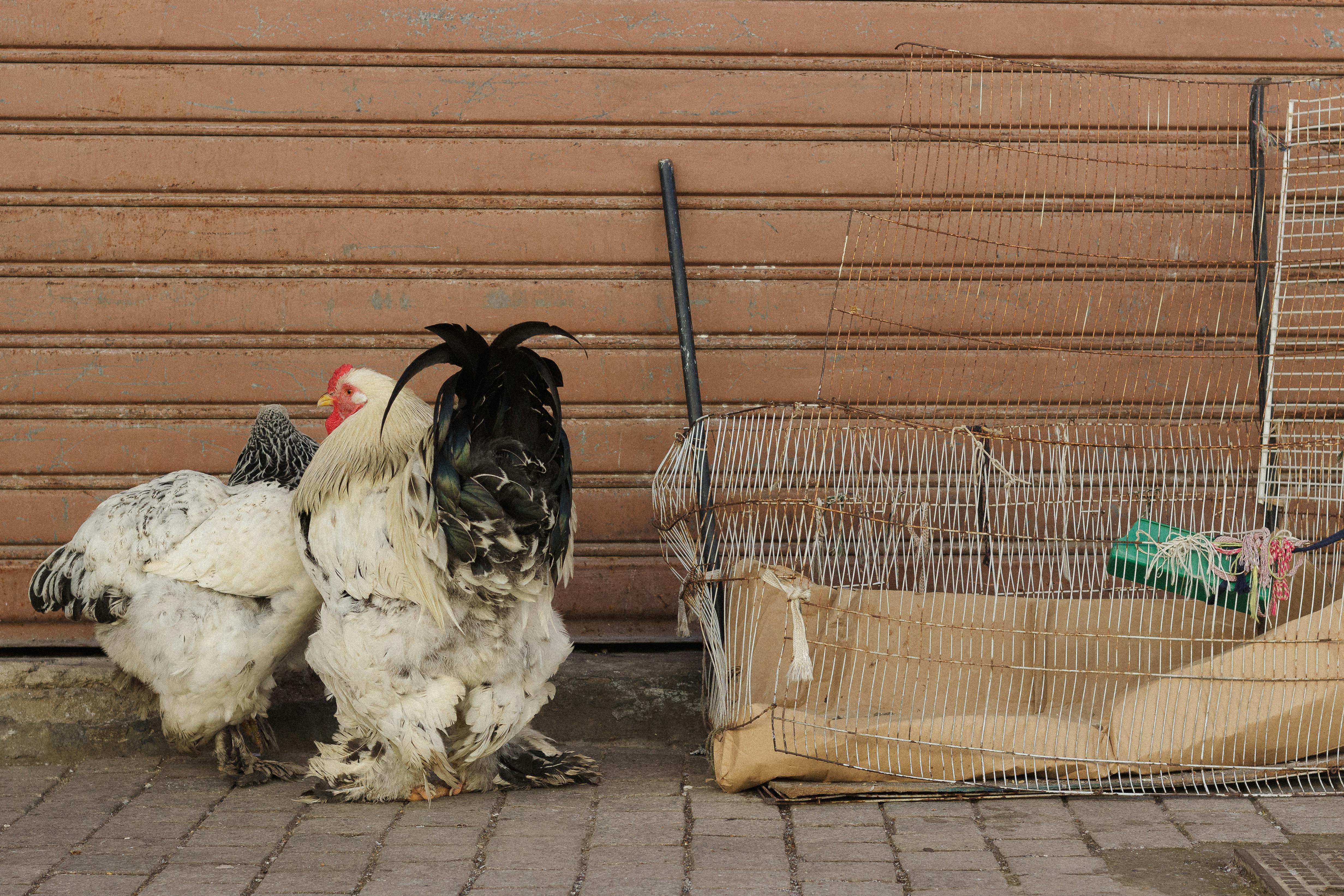 Two large chickens standing near a rusty wire cage against a brown backdrop.