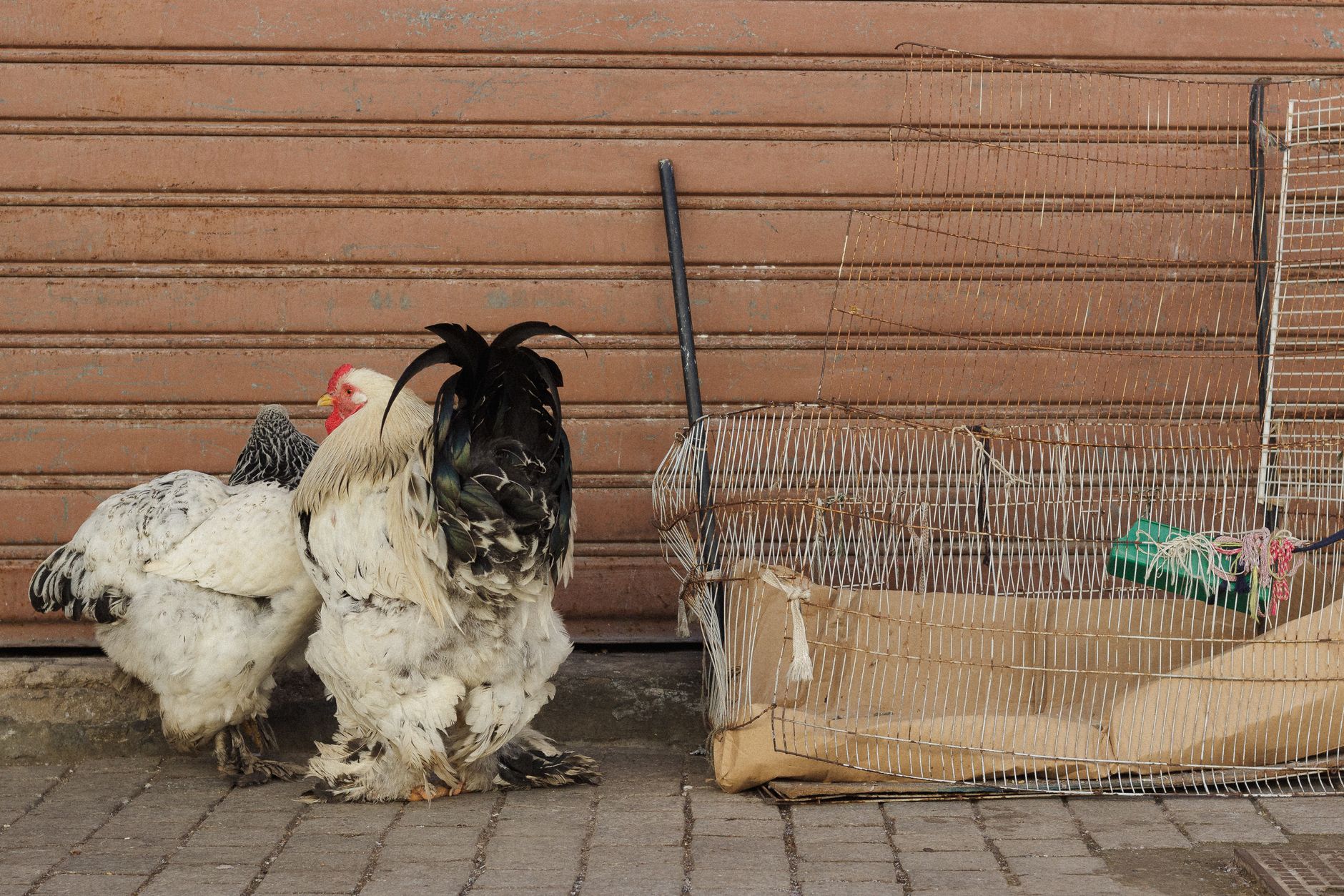 Two large chickens standing near a rusty wire cage against a brown backdrop.