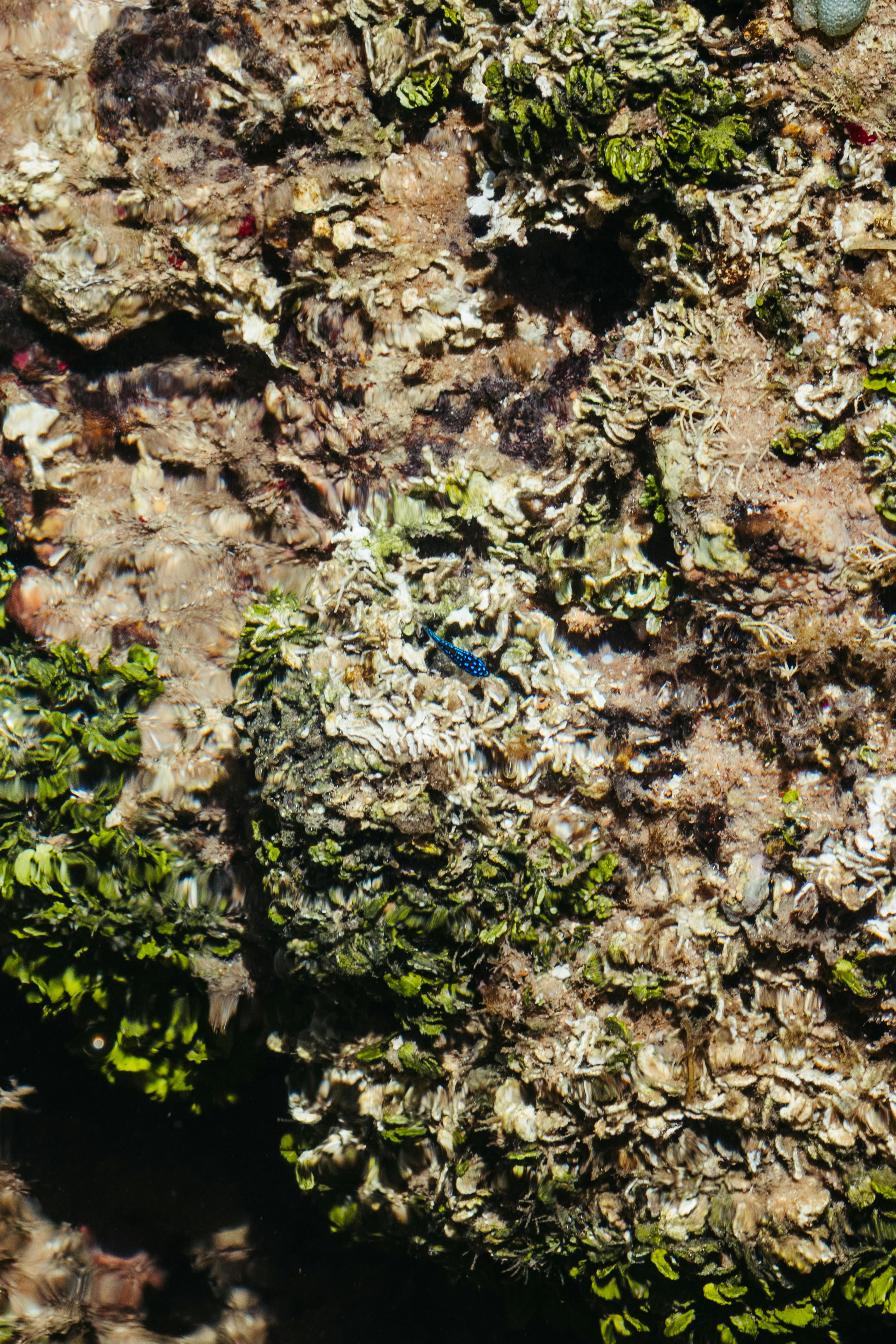 Ücretsiz bahia, bitki örtüsü, biyoçeşitlilik içeren Ücretsiz stok fotoğraf Stok Fotoğraflar