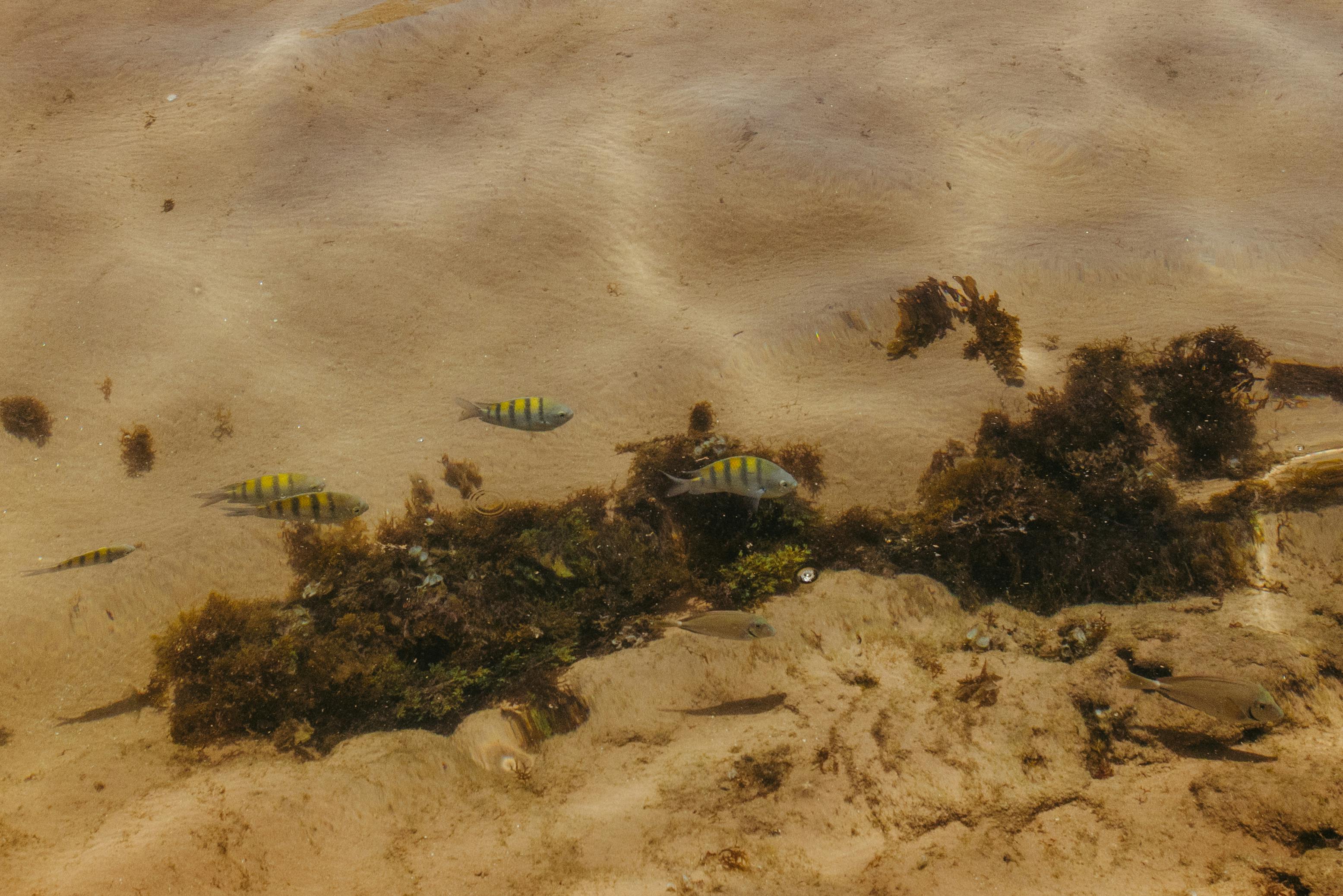 grátis Peixes tropicais vibrantes nadam sobre o fundo arenoso do mar, coberto de algas. Foto profissional