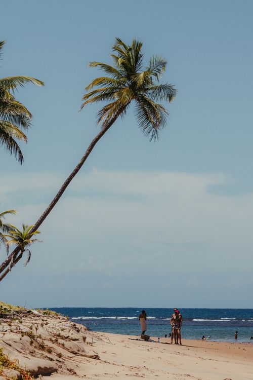 Free Explore the serene beauty of a Bahia beach with tall palm trees and clear skies. Stock Photo