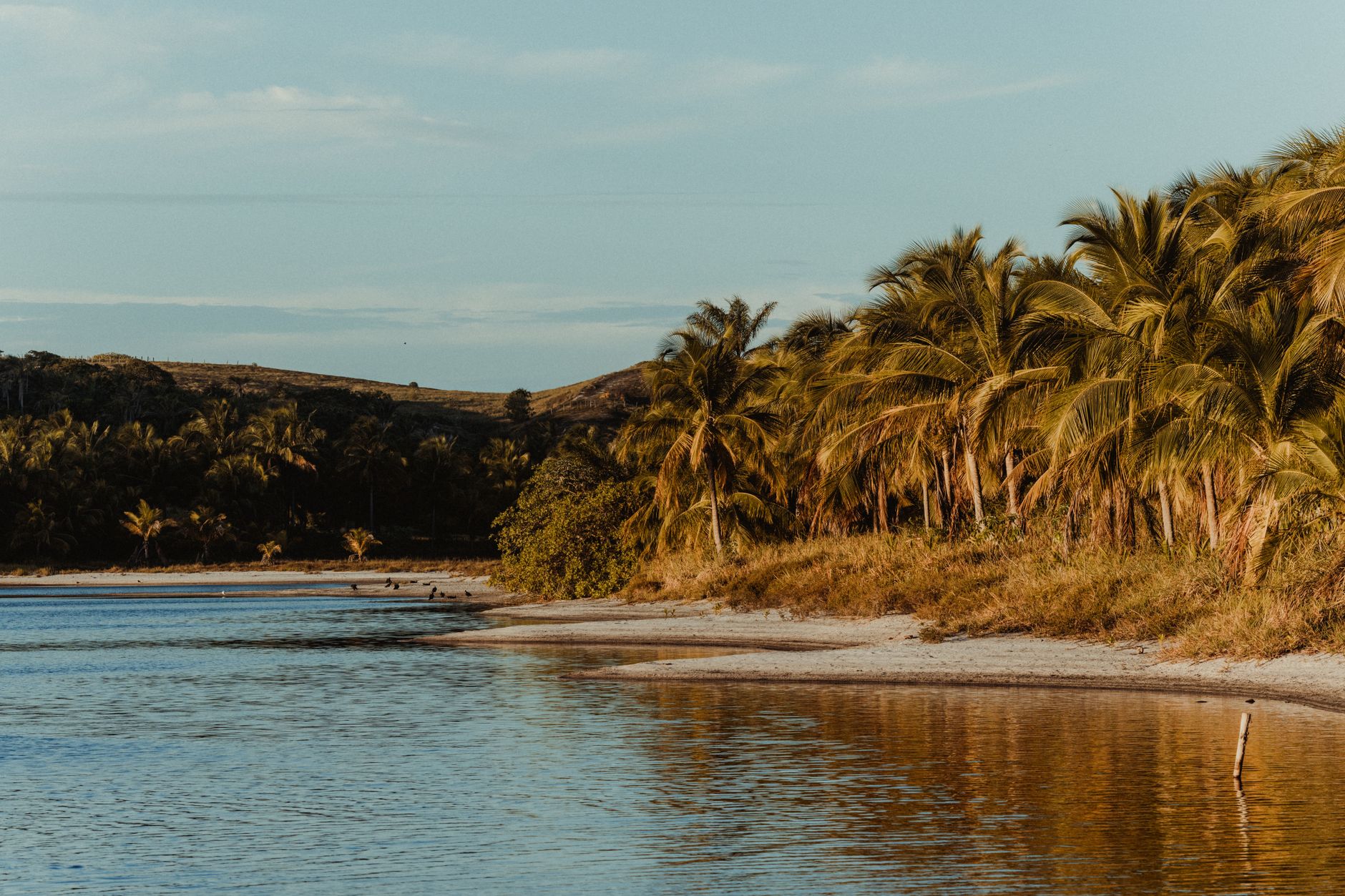 Scenic view of palm-lined shores in Bahia, Brazil, capturing the serene beauty of tropical beaches at sunset.