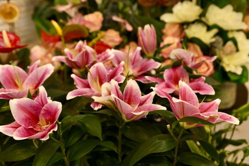 Free A stunning display of pink lilies surrounded by a vibrant arrangement of mixed flowers, creating a lively and fresh scene. Stock Photo