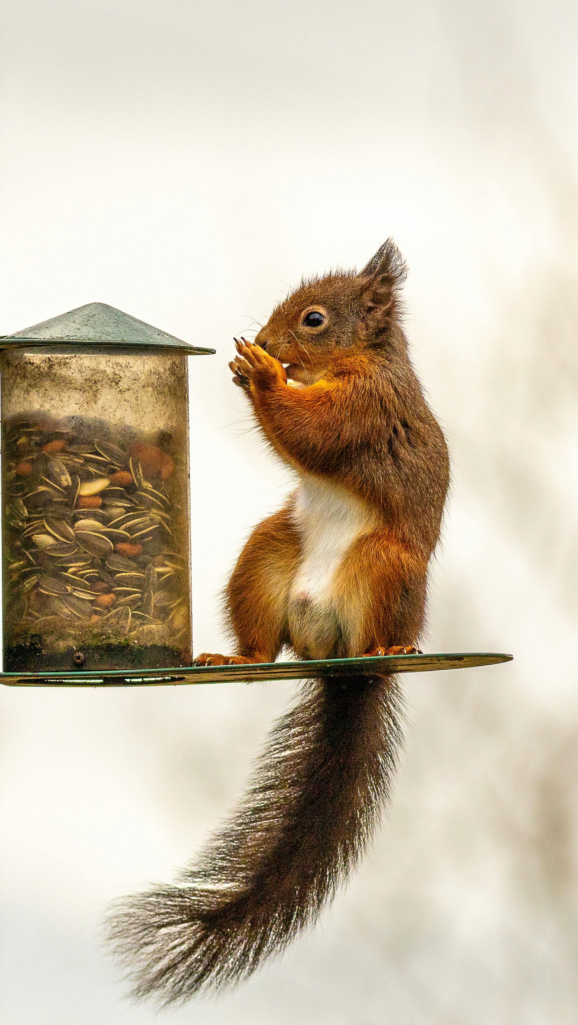 бесплатная Бесплатное стоковое фото с sciurus vulgaris, белка ест, биоразнообразия Стоковое фото