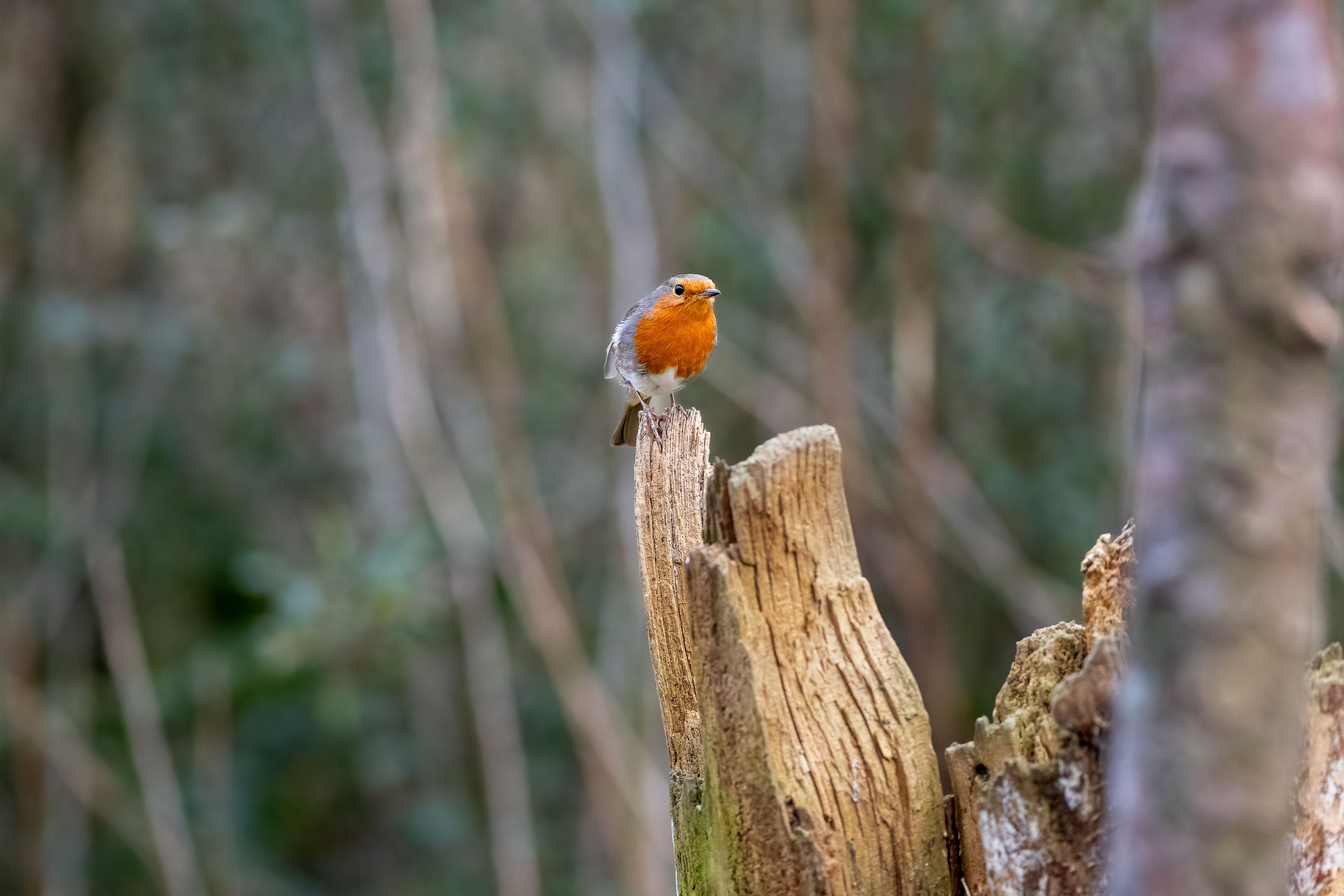 European robin perched on a tree stump at the edge of woodland