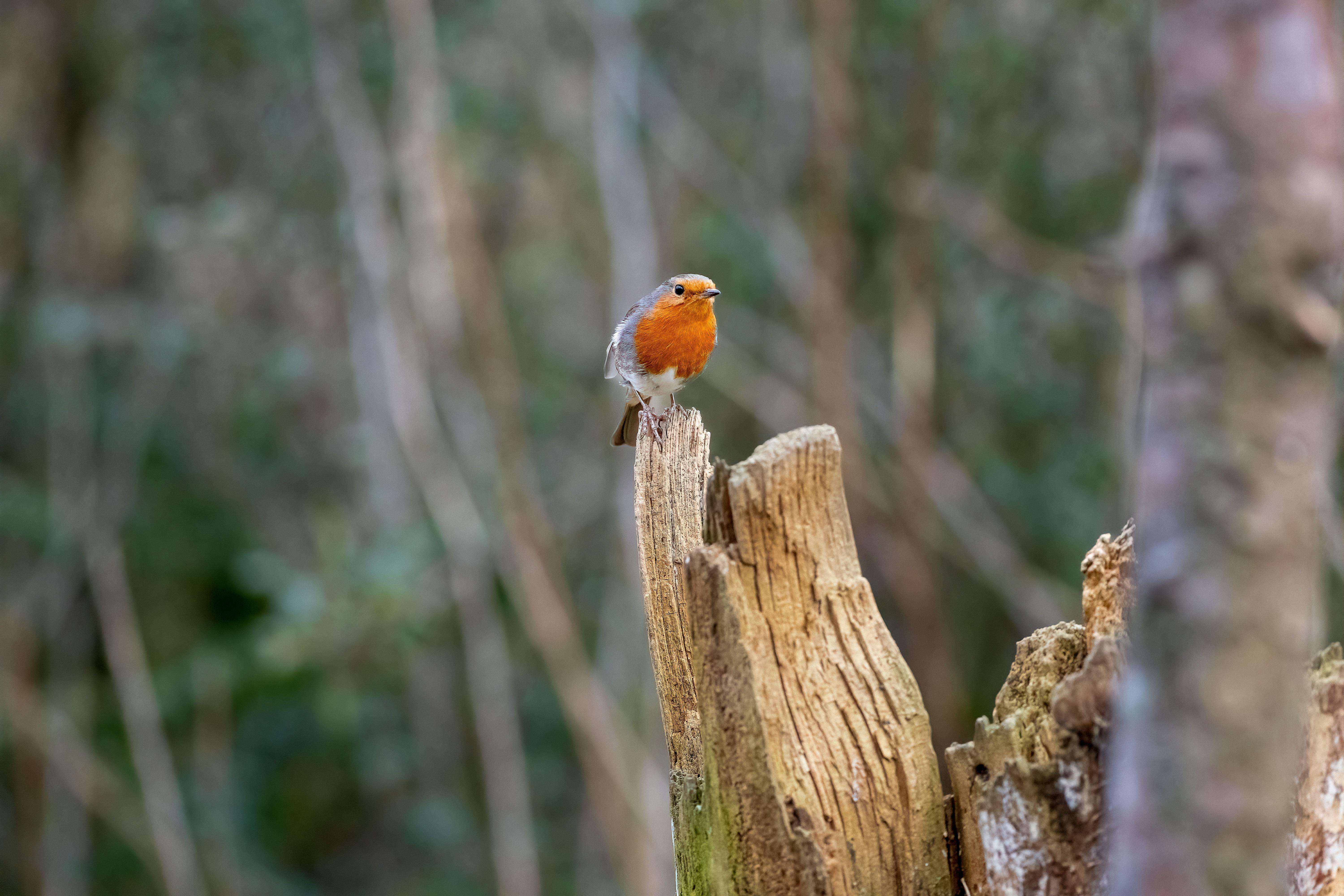 Gratis Seekor burung robin Eropa bertengger di tunggul pohon di tengah hutan hijau yang rimbun. Foto Stok