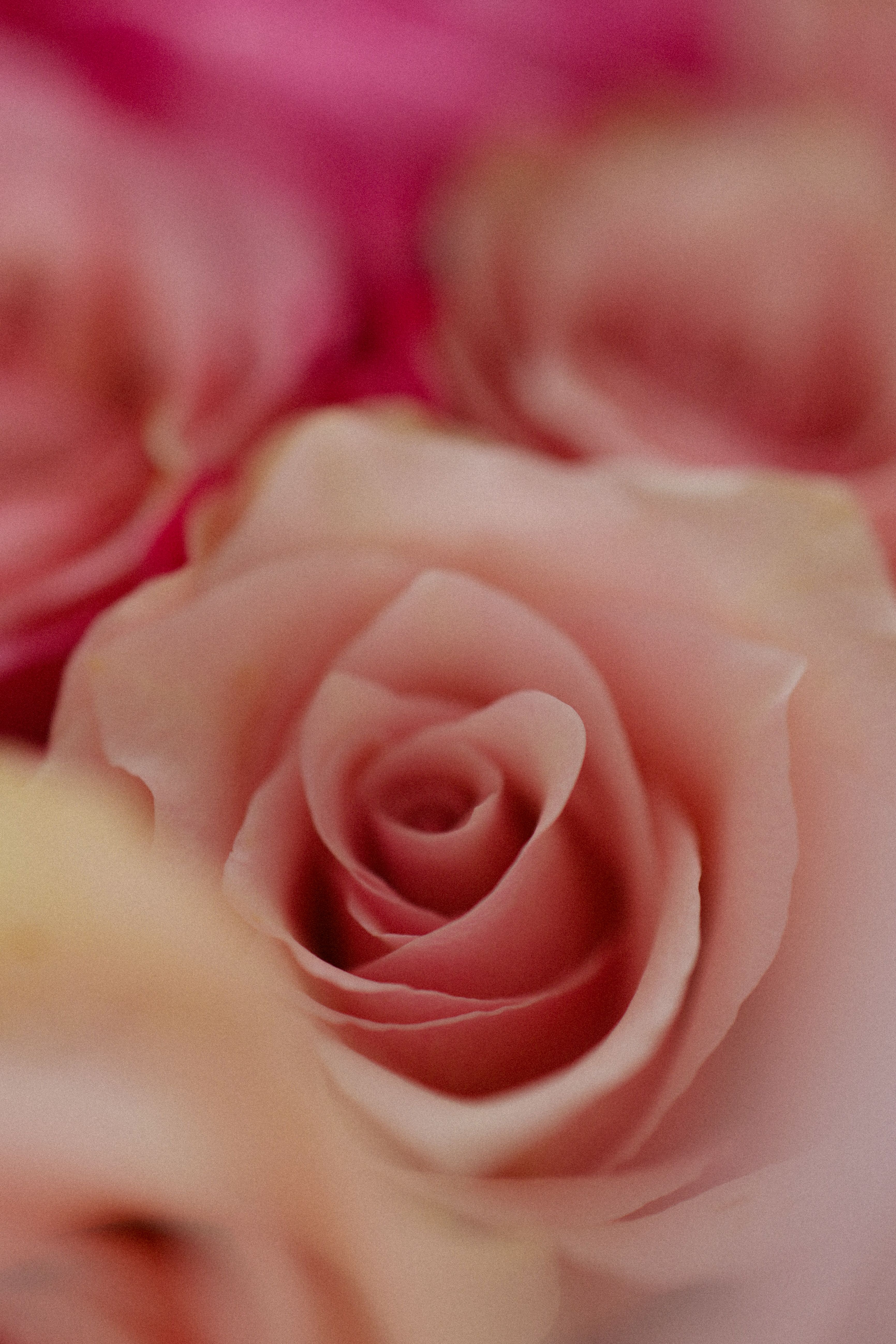 Close-up of Delicate Pink Rose in Bloom · Free Stock Photo
