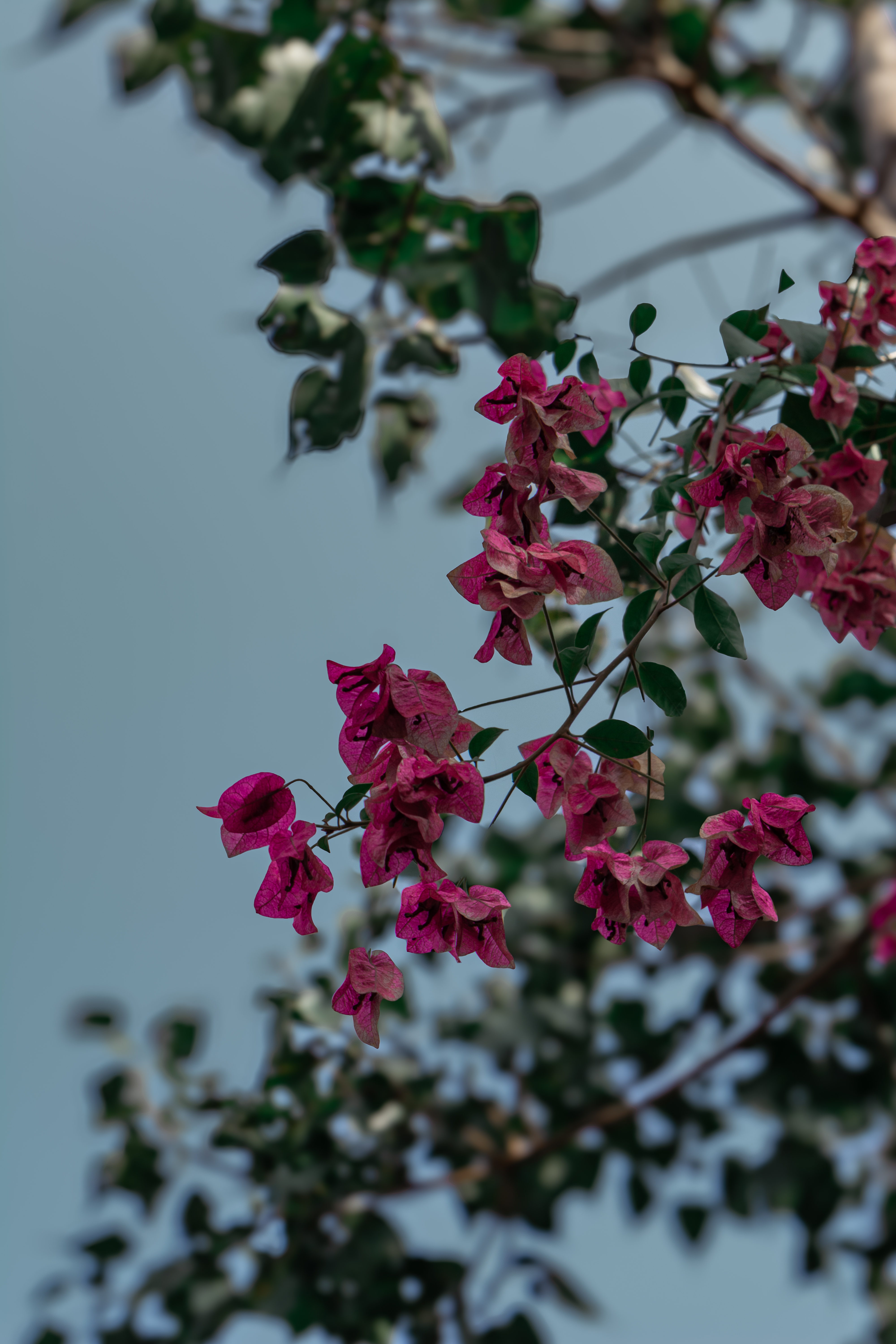 [ColoSach]-beautiful-pink-bougainvillea-flowers-in-full-bloom-against-a-clear-sky-in-india.