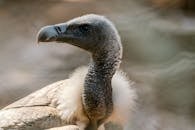 Close-up Portrait of Indian Vulture