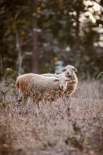 Two sheep grazing peacefully in a field during the golden hour, India.