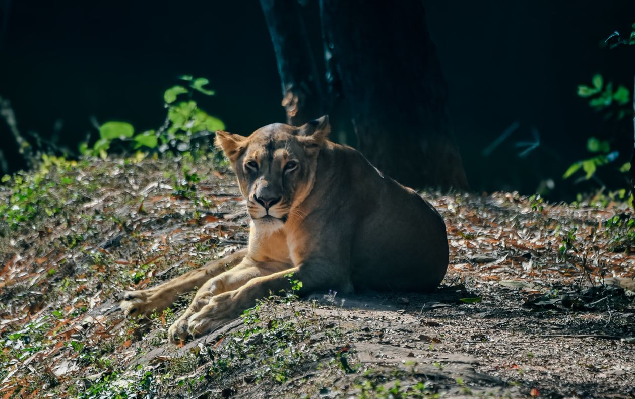 Lioness resting in the shade
