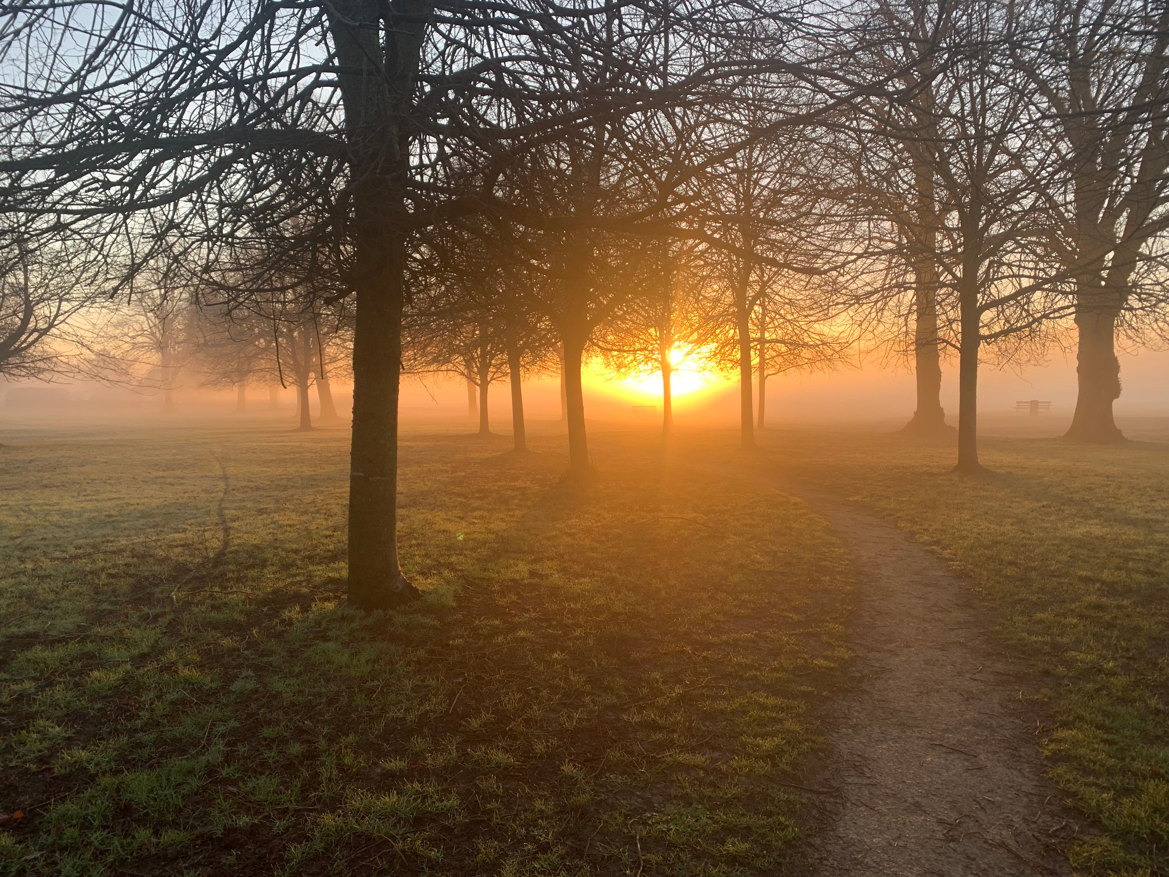 Serene sunrise through misty trees in an English park, creating a tranquil atmosphere.