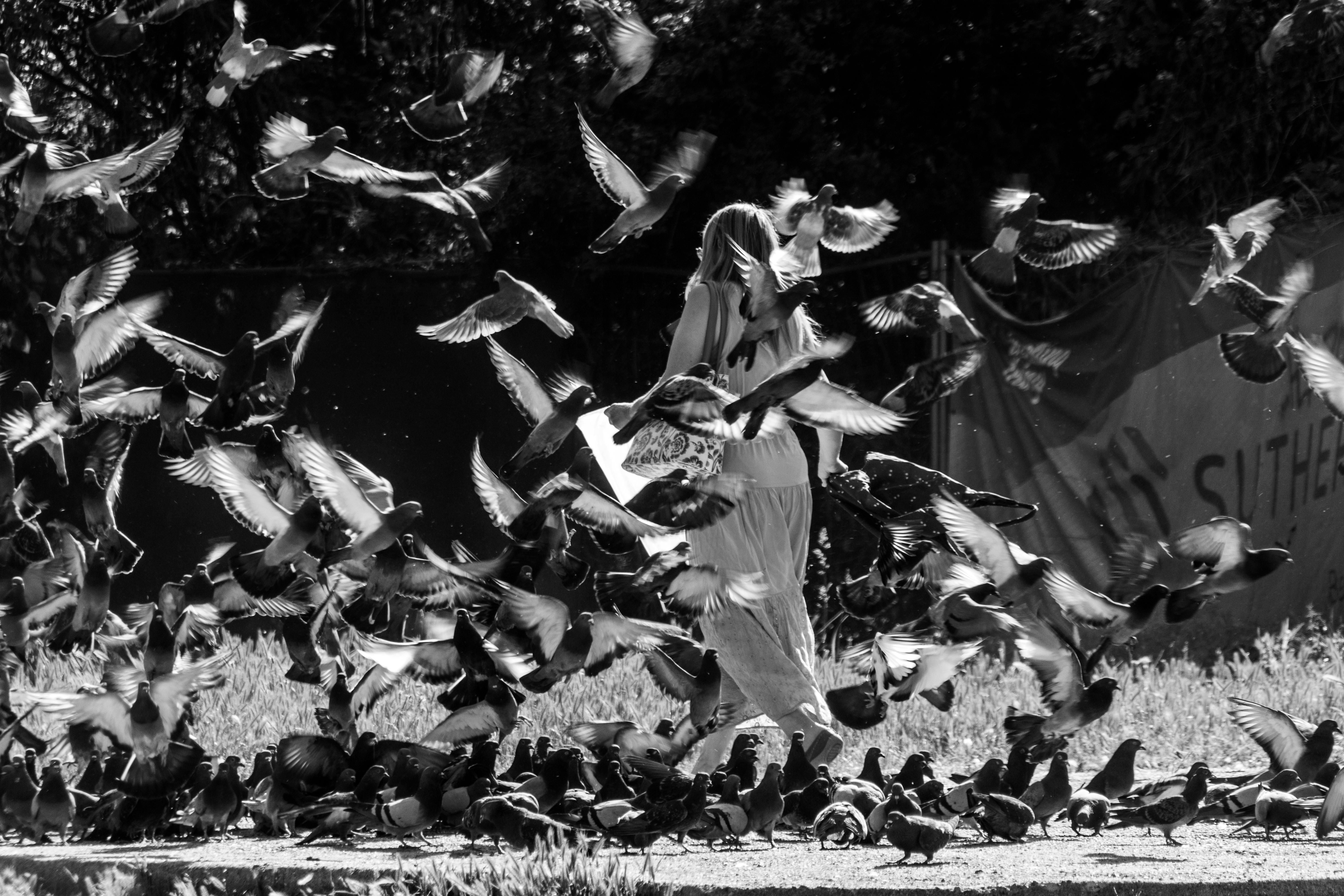 bezplatná Černobílá fotografie ženy procházející se venku hejnem letících holubů. Základová fotografie