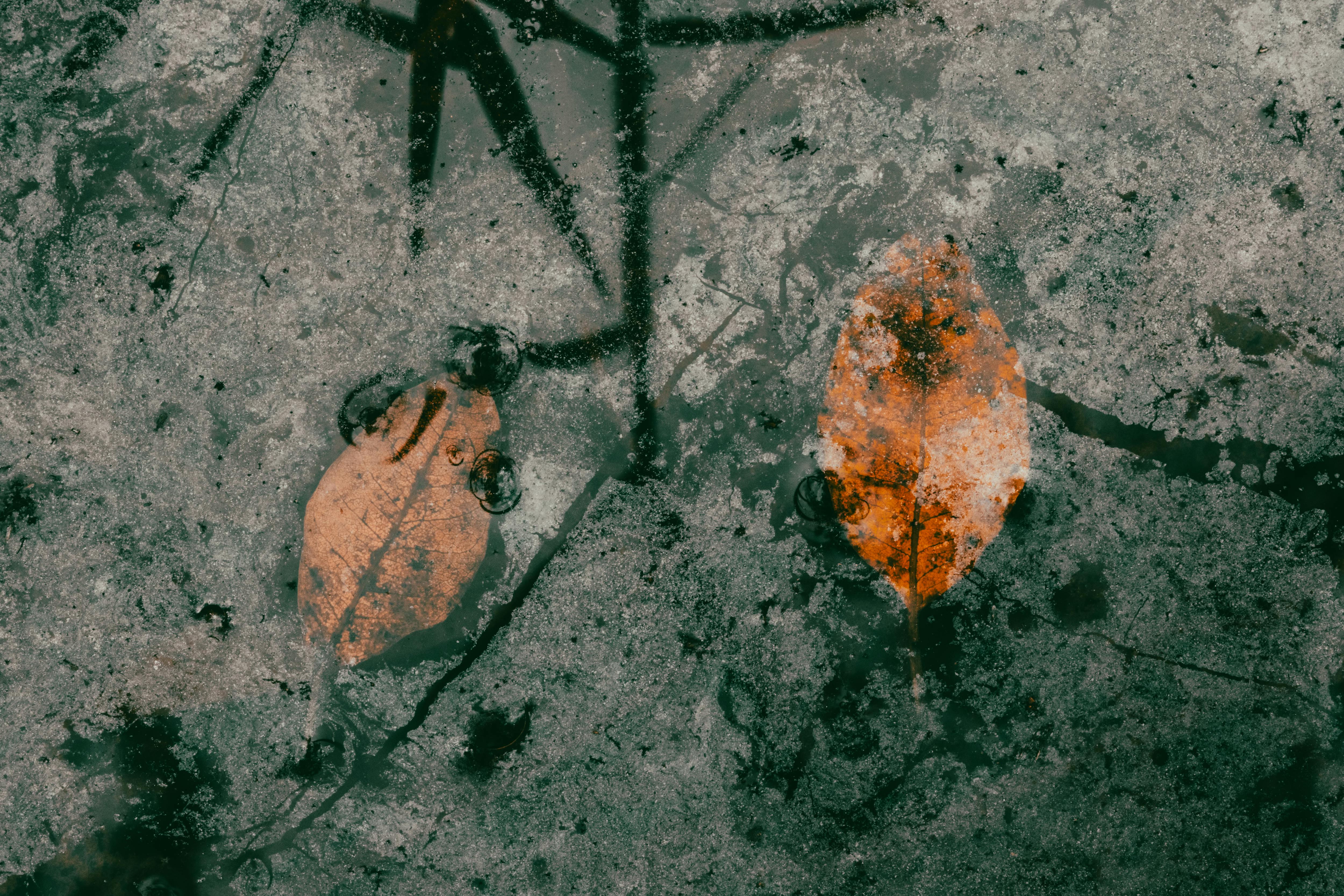 無料 氷の中に閉じ込められた二枚の紅葉が、自然の芸術的な模様を作り出しています。 写真素材
