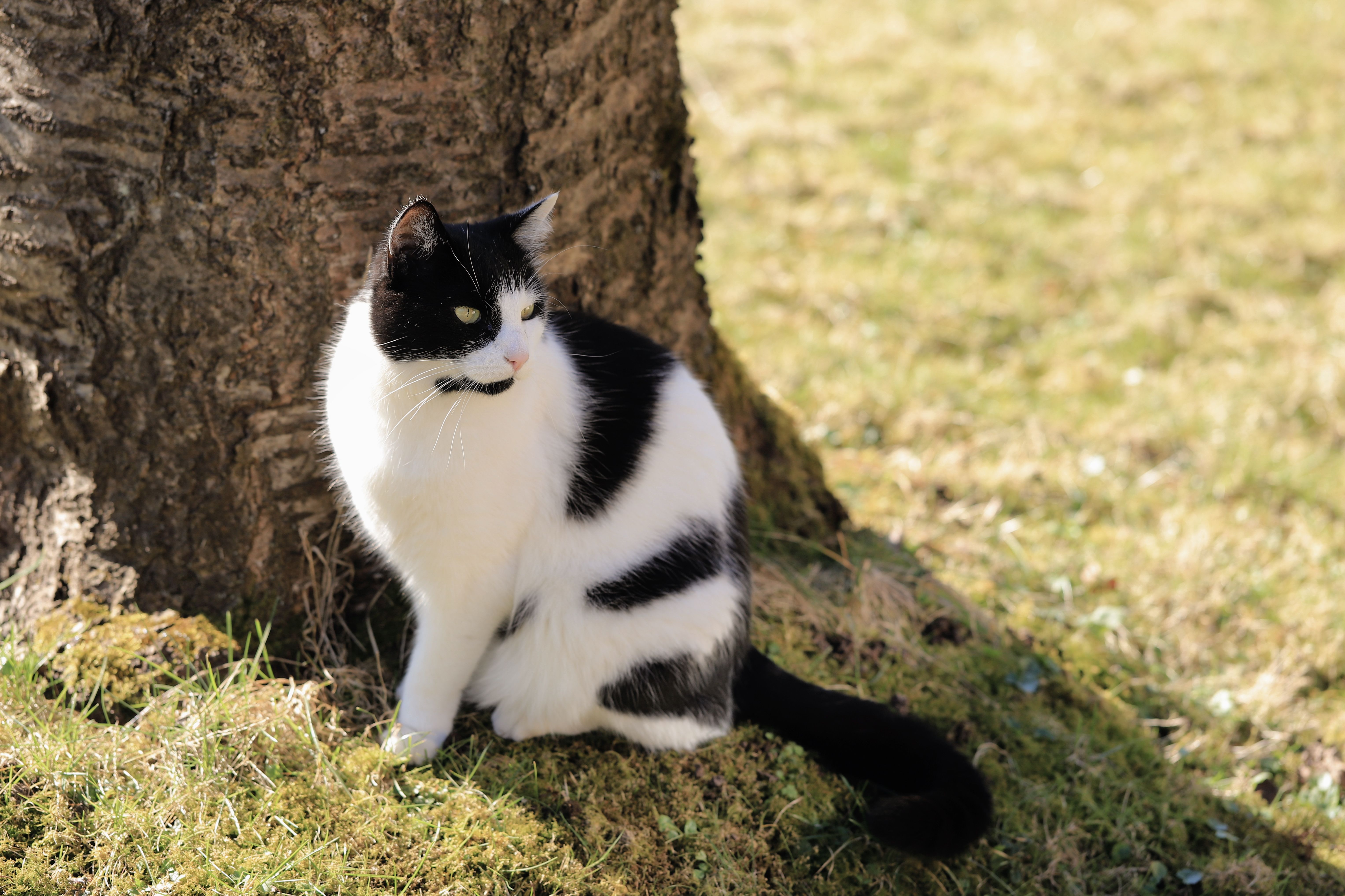 Black and White Cat in a Sunlit Garden · Free Stock Photo