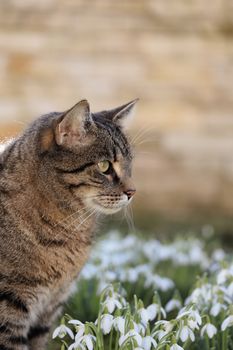 Close-up of a tabby cat among blooming snowdrops in a sunlit spring garden.