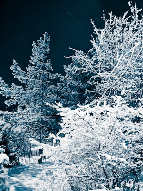 大雪覆盖的树木