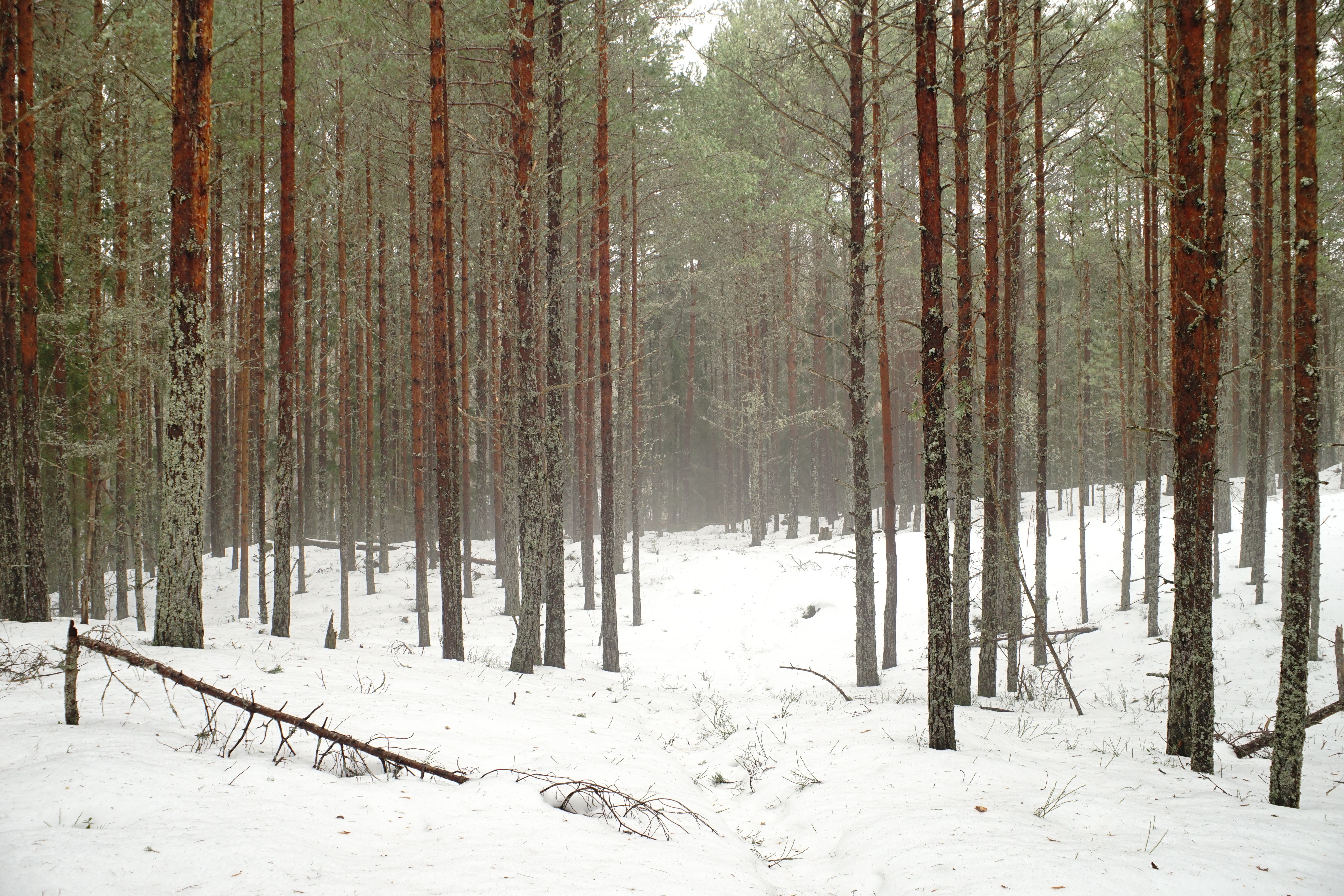Snowy Forest Landscape with Tall Pine Trees · Free Stock Photo