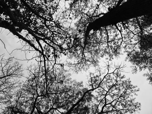 Free Dramatic black and white silhouette of leafless trees reaching into an overcast sky. Stock Photo