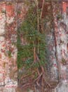 Tree roots growing through rustic wall