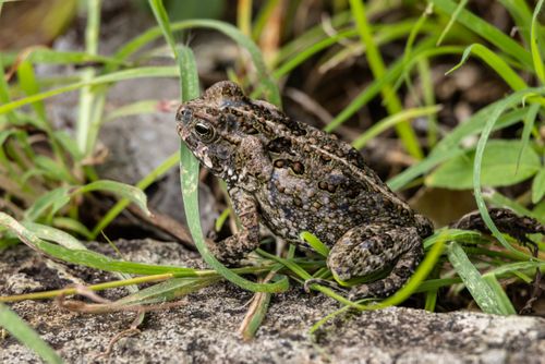 Free Detailed image of a common toad resting amidst green grass and rocks. Stock Photo