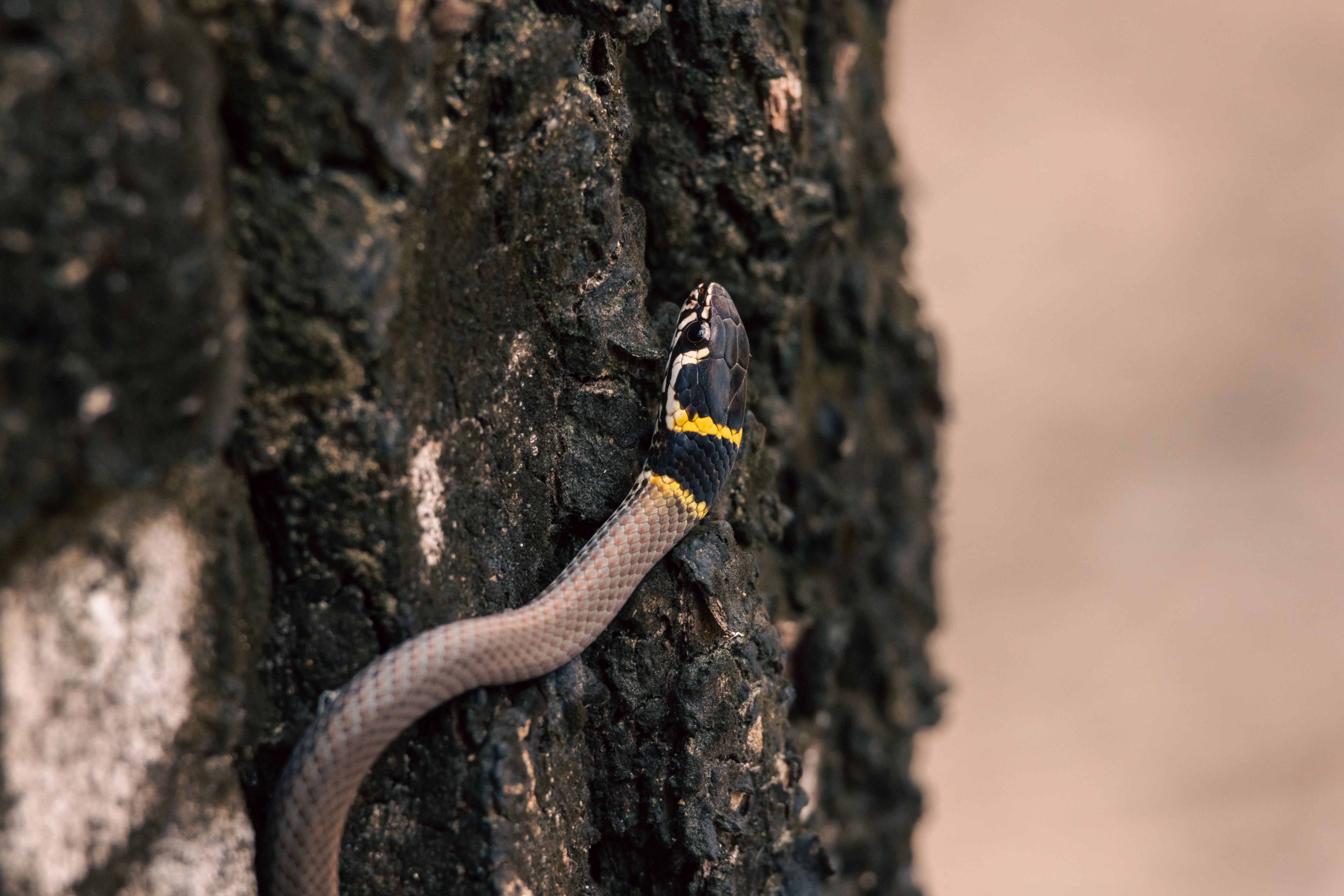 Close-up of a Snake on Tree Bark in Nature · Free Stock Photo