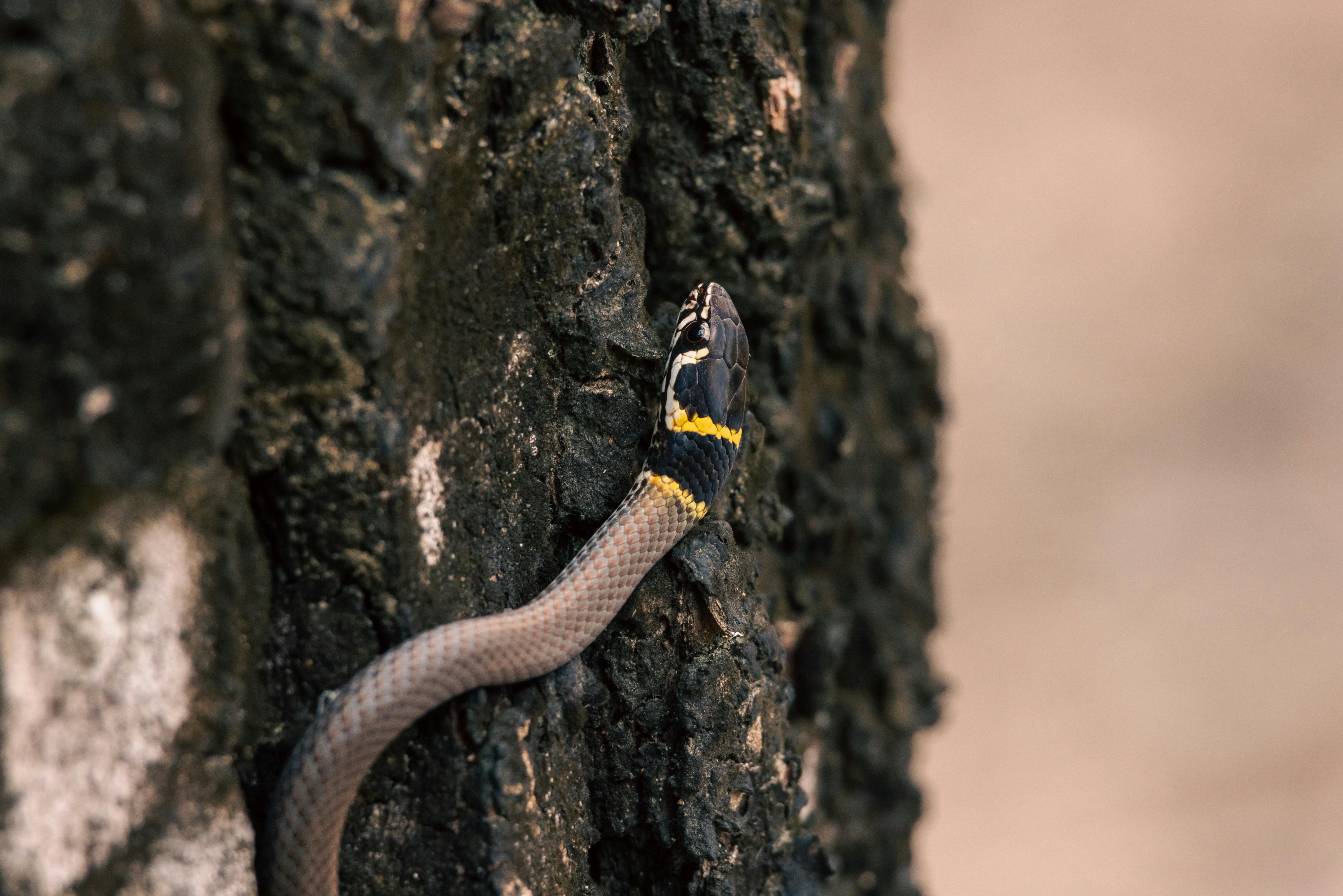 Gratis Tampilan detail seekor ular dengan corak hitam dan kuning pada kulit pohon di luar ruangan. Foto Stok