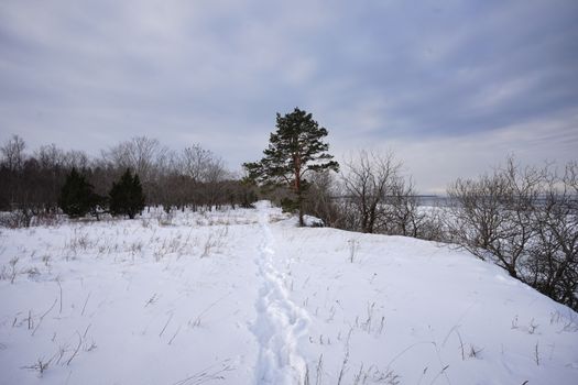 Serene winter scene of a snow-covered field with a lone tree and cloudy sky.