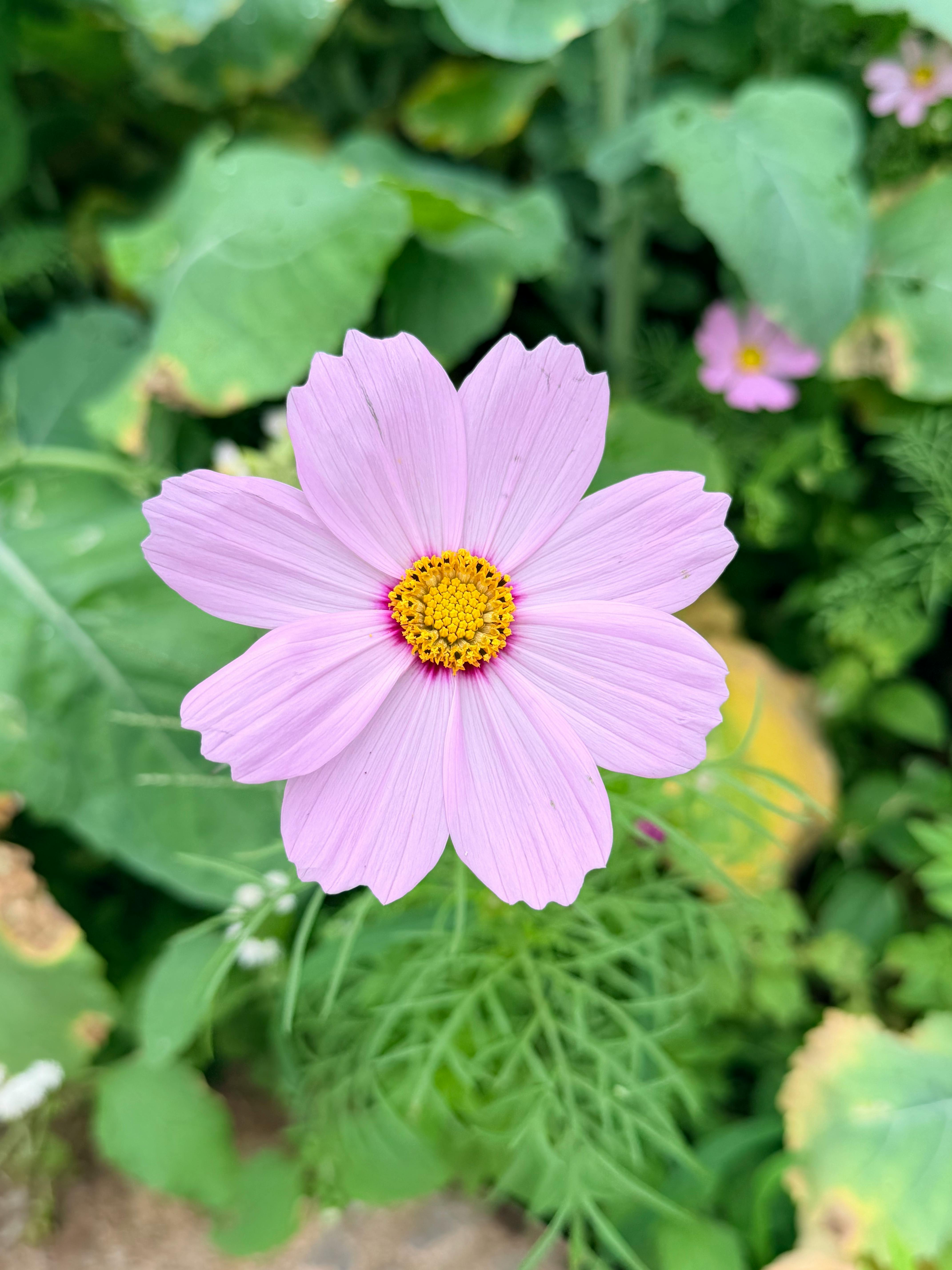 [ColoSach]-a-beautiful-close-up-of-a-pink-cosmos-bipinnatus-flower-against-lush-green-foliage.