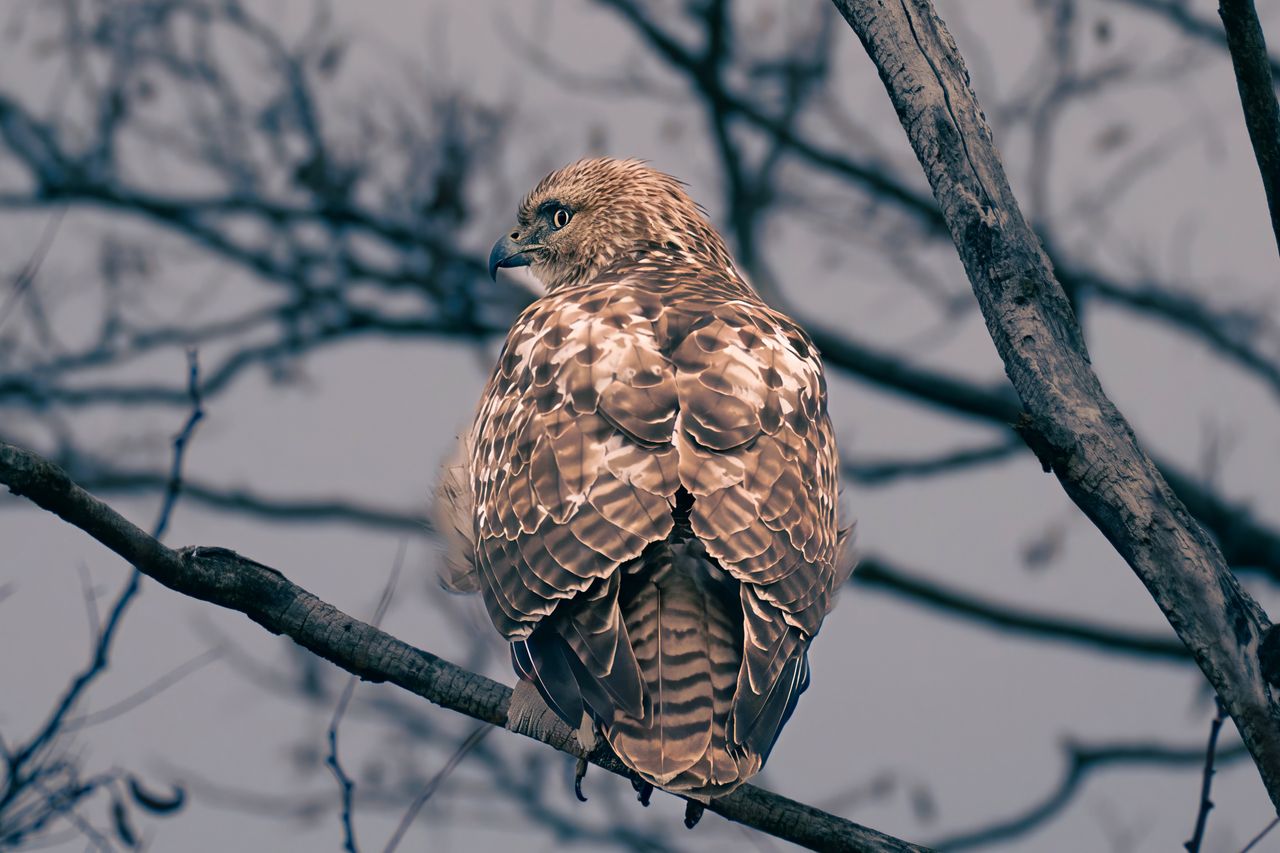a striking red tailed hawk perched on a tree branch in stamford connec