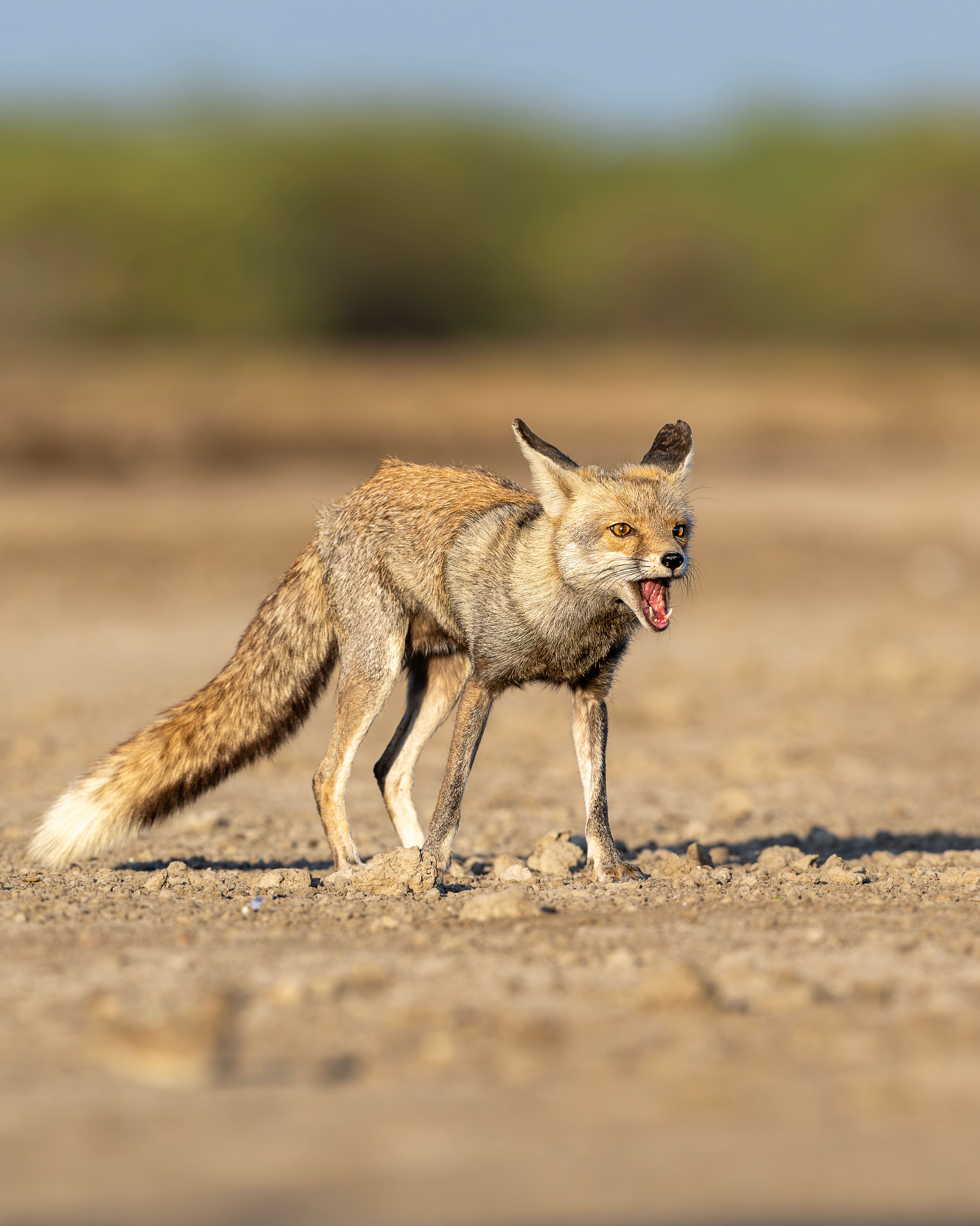 Wild Indian Desert Fox in Gujarat Landscape · Free Stock Photo