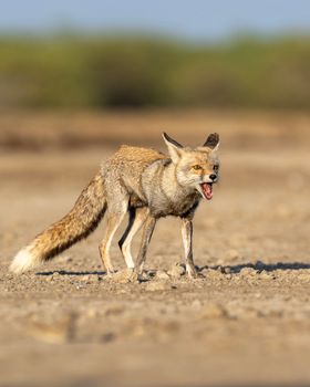 fox photo