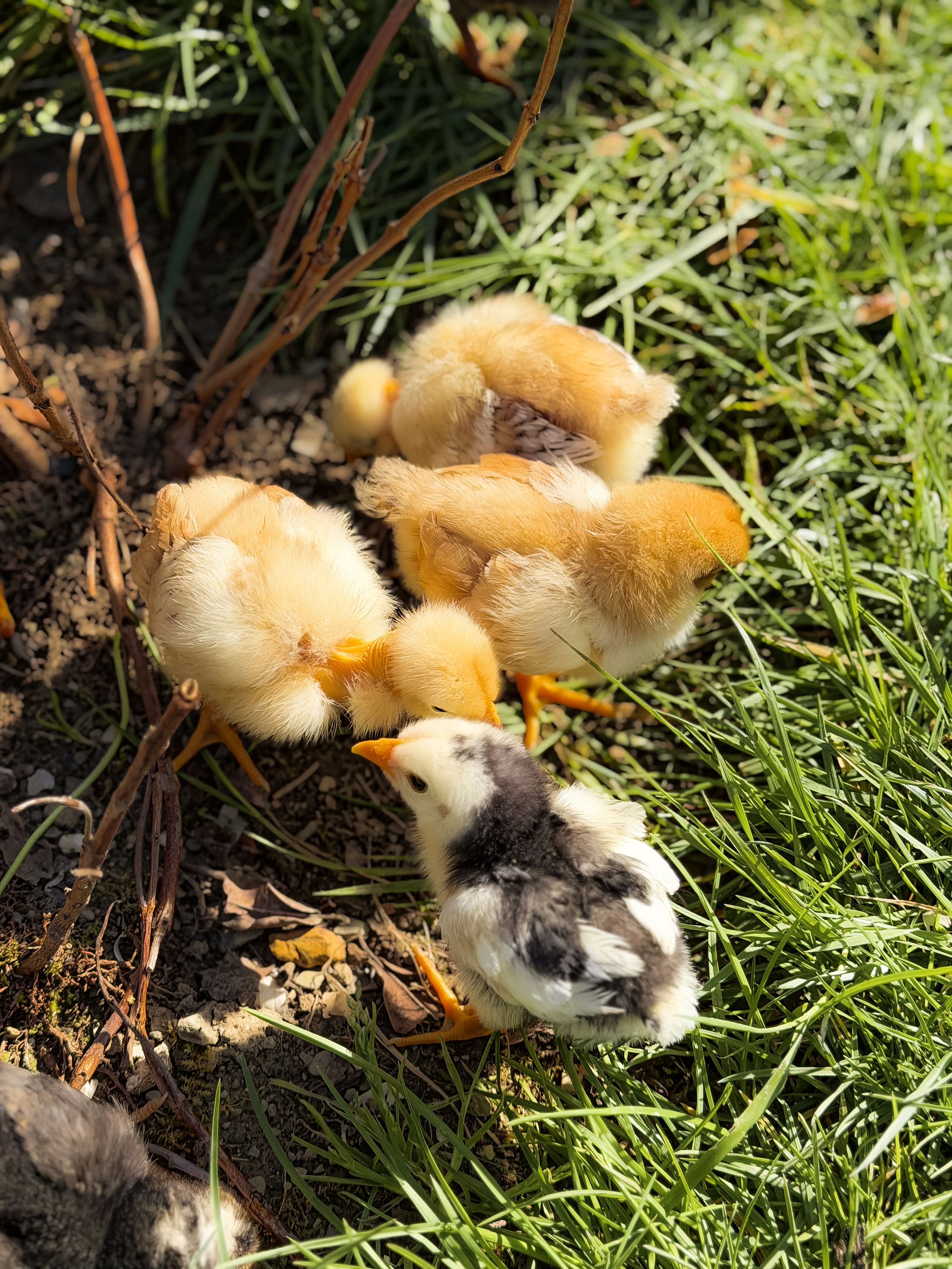 Chicks pecking in green grass