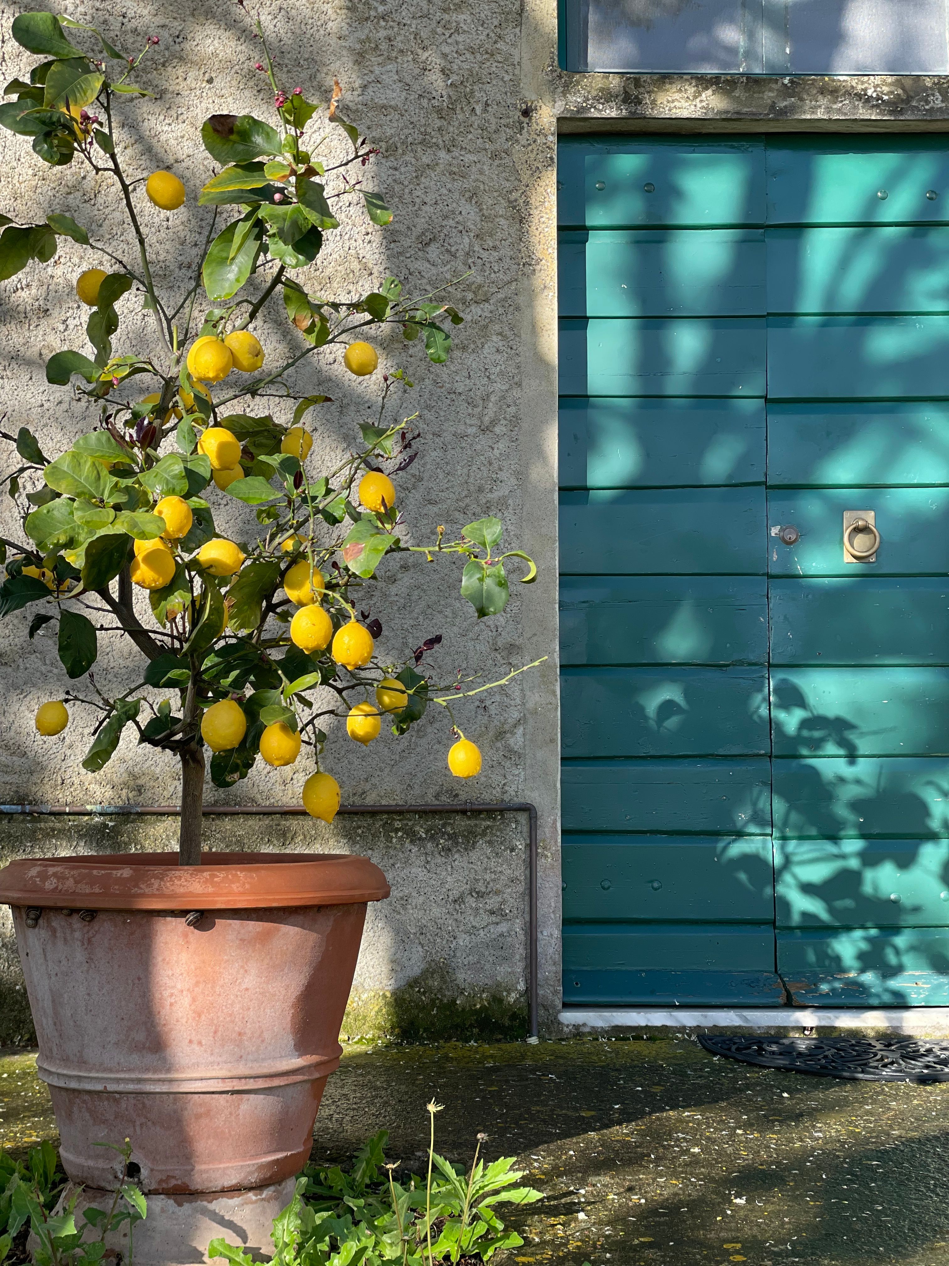 Citronnier en pot chargé de citrons jaunes devant une porte bleue