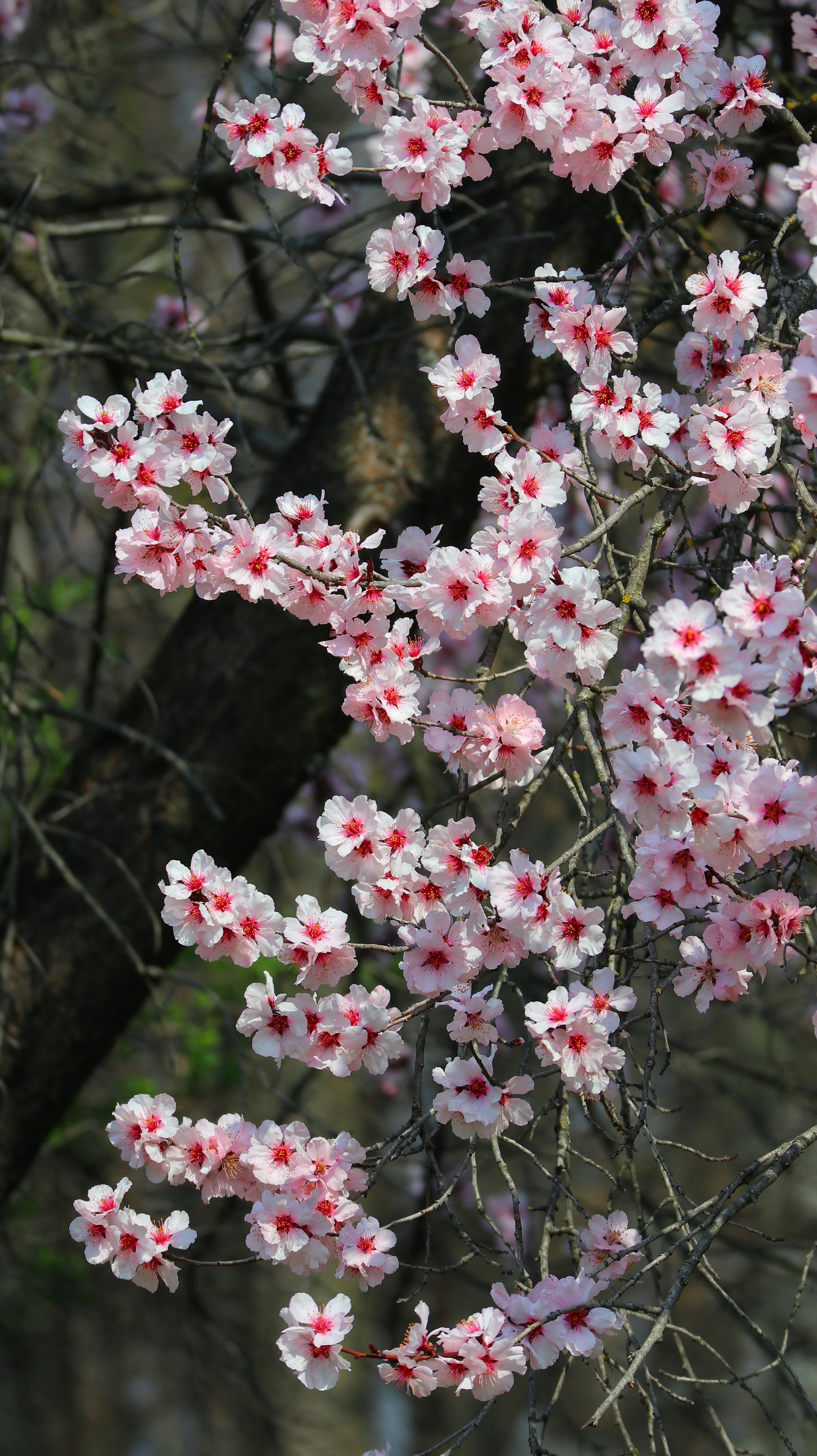 Springtime Blossom of Cherry Trees in Bloom