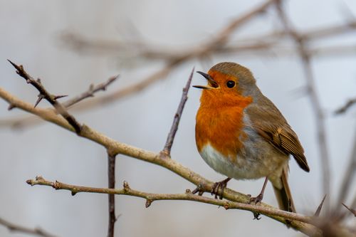 Free Close-up of a singing European Robin perched on bare winter branches during daytime. Stock Photo